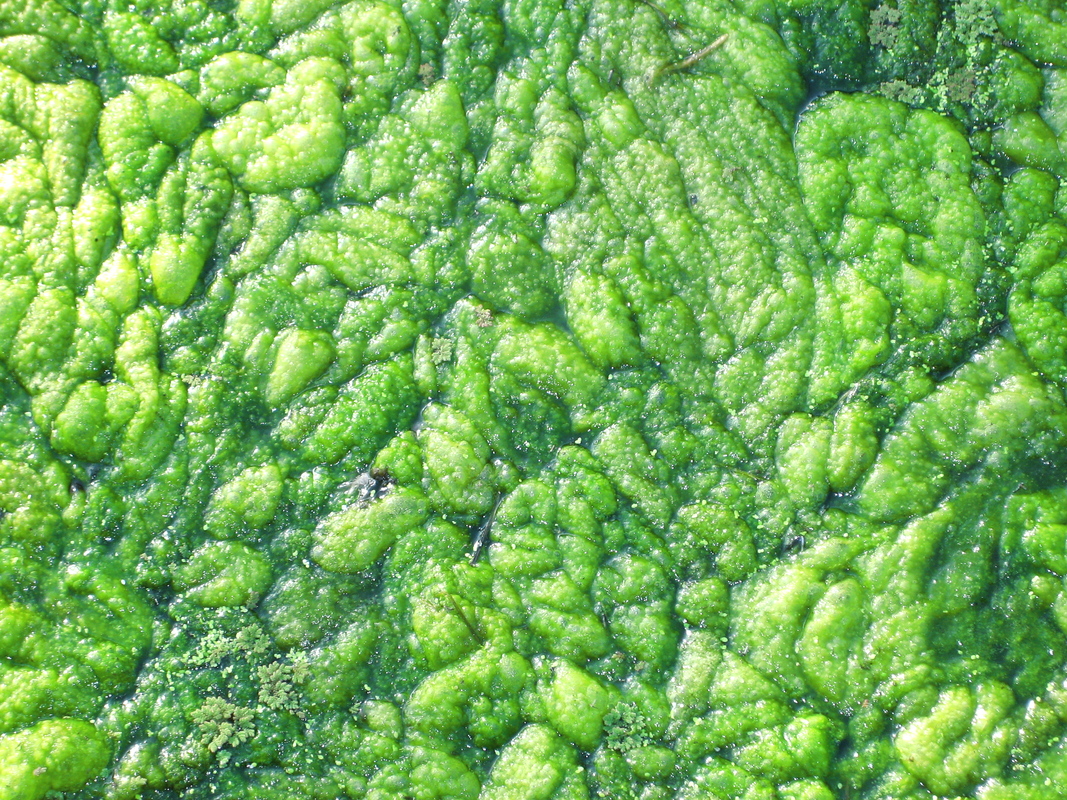 Green Algal bloom, Bibra Lake, Beeliar Regional Park, Australia