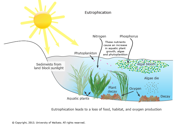 Diagram showing eutrophication process. 