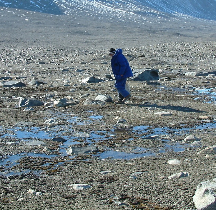 Scientist studying vegetation growing on Antarctica mainland