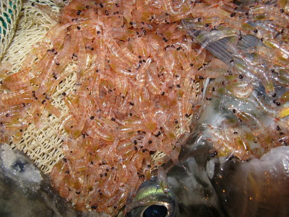 A catch of krill in the codend of the midwater trawl.