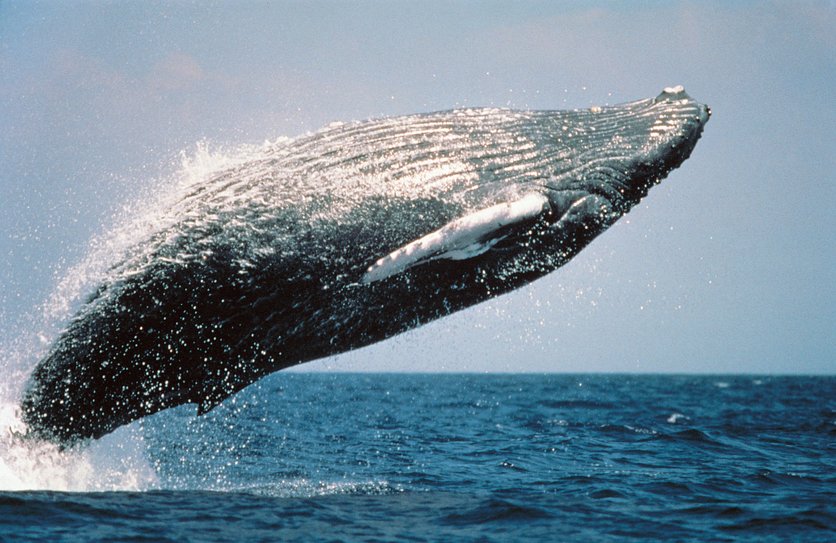 Humpback Whale (Megaptera novaeangliae) breaching.