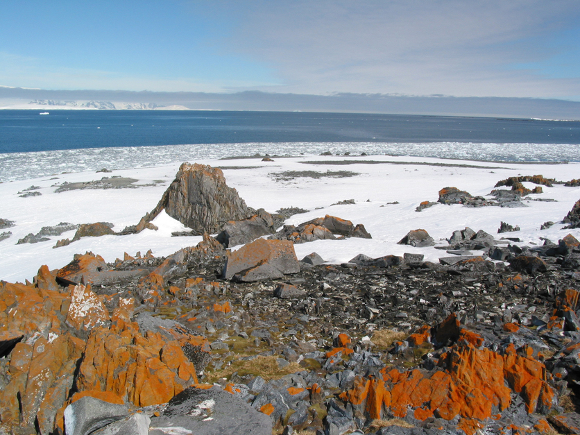 Antarctic terrestrial ecosystem — Science Learning Hub