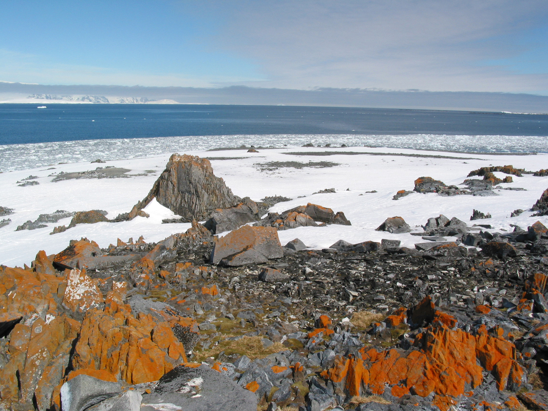Lichen on rocks at Torgersen Island, Antarctic Peninsula. 
