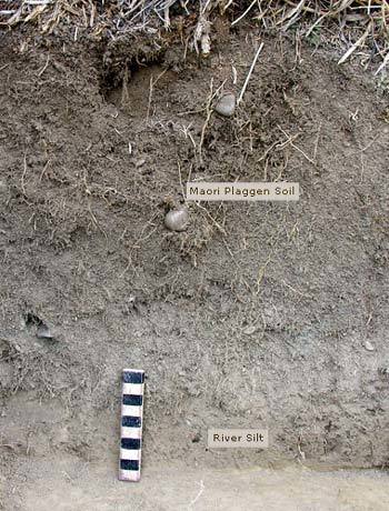 Māori plaggen soil, river silt with scale measure.