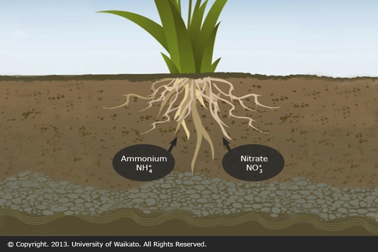 Plant uptake of nitrogen compounds diagram. 