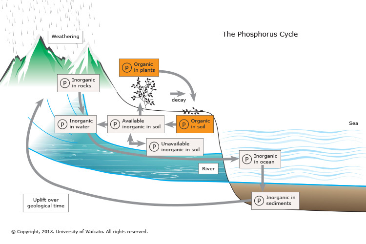 Diagram of the the phosphorus cycle. 