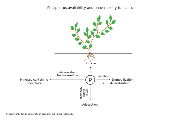 Diagram of phosphorus availability and unavailability to plants.