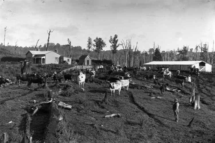A Taranaki dairy farm in Taranaki ca 1900, New Zealand.