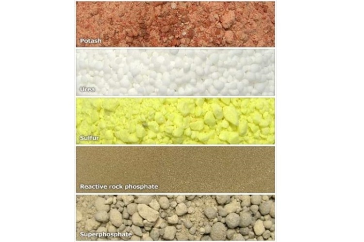 Potash, urea, sulfur, reactive rock phosphate, superphosphate. 