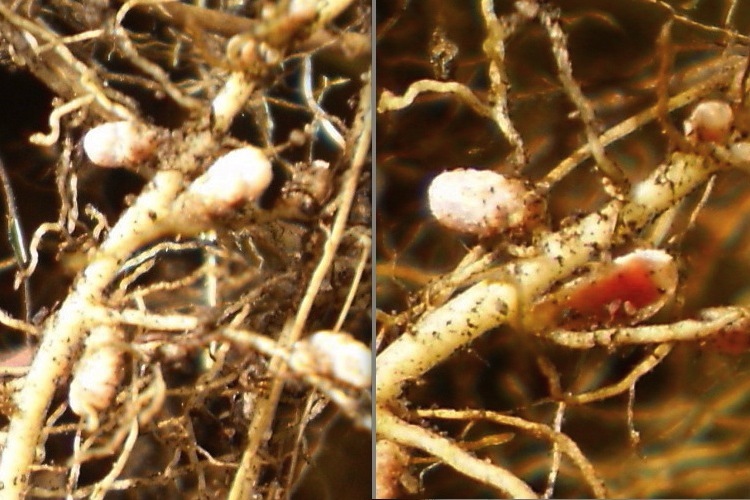 Two images of nodules on clover roots
