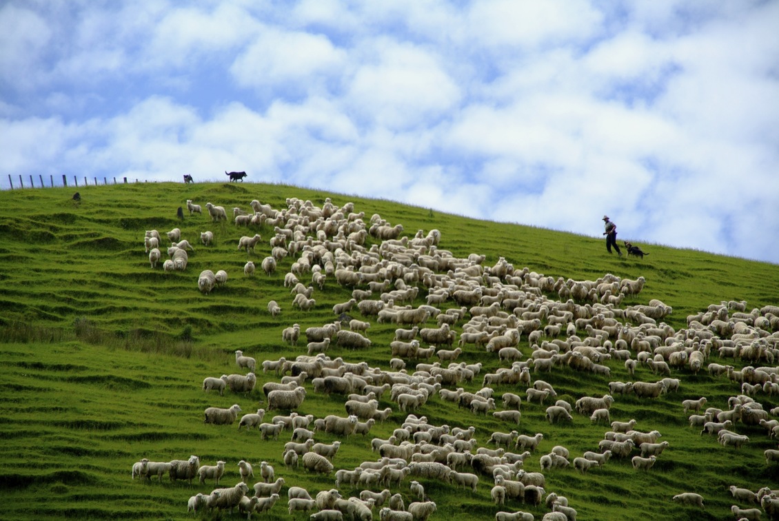 Sheep mustering on a hillside - Parapara, New Zealand