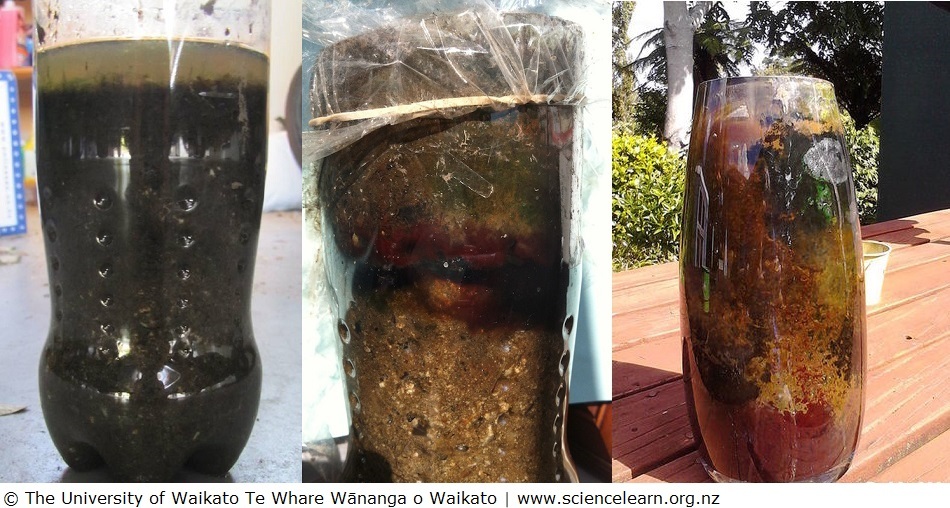 Growing soil microbes in Winogradsky columns over years.