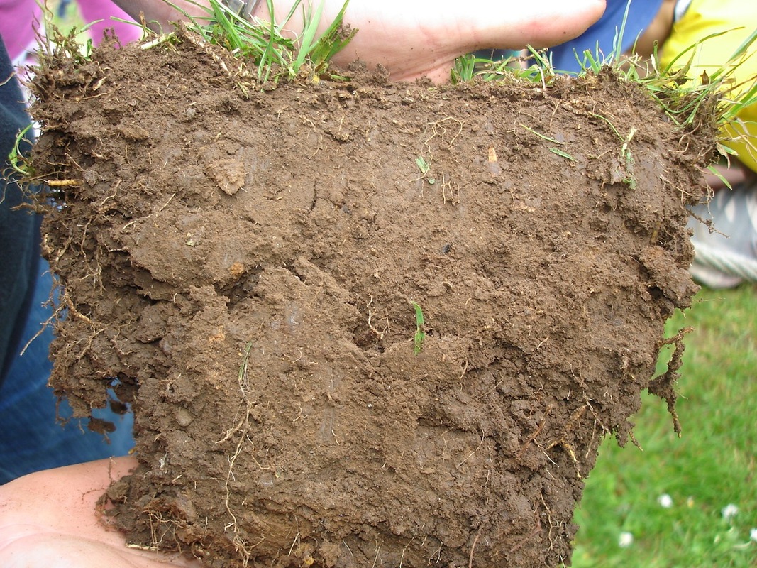 Holding a slice of soil to observe the soil porosity.