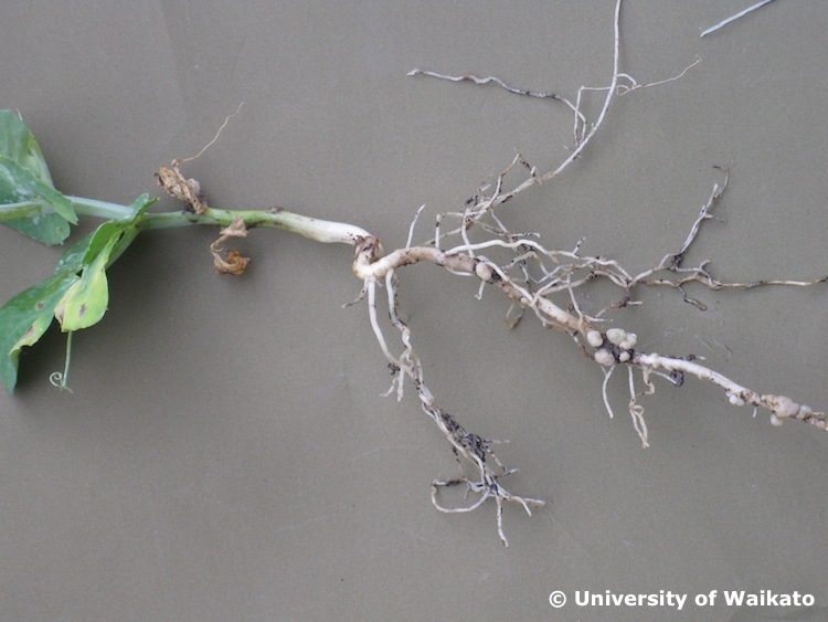 Plant showing leaves and root nodules