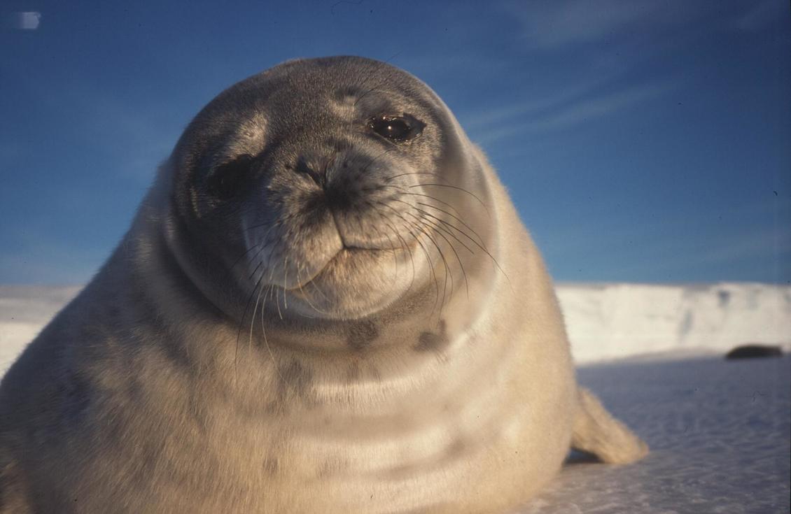 Close up image of a Weddell seal (Leptonychotes weddellii) face.