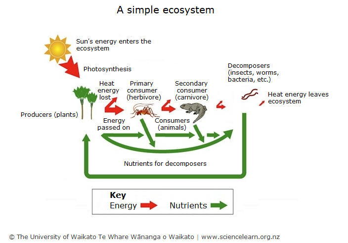 A simple ecosystem diagram. 