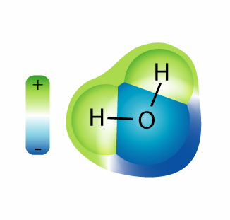A water molecule contains 2 hydrogen atoms bonded to one oxygen.