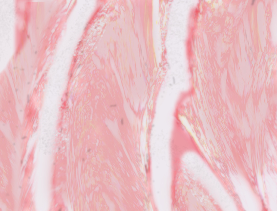 Smooth muscle — Science Learning Hub