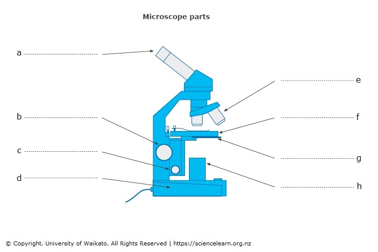 Microscope parts diagram with spaces to add labels.
