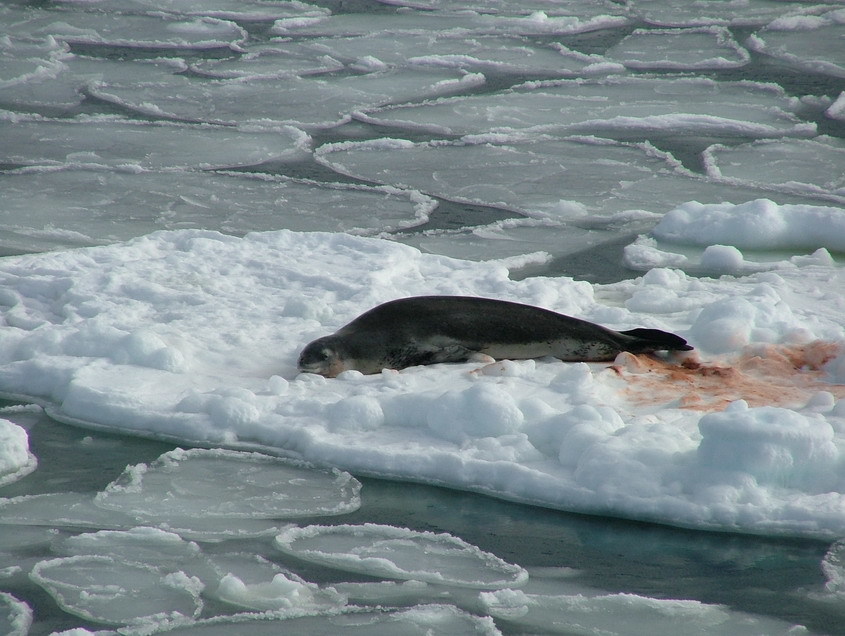 Leopard seal lying in the pack ice digesting its latest meal.