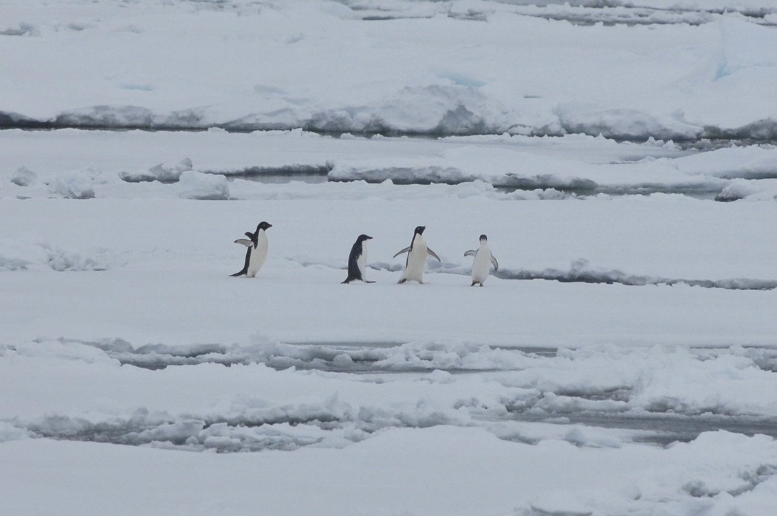 Four Adelie penguins on an ice floe, Antarctica.