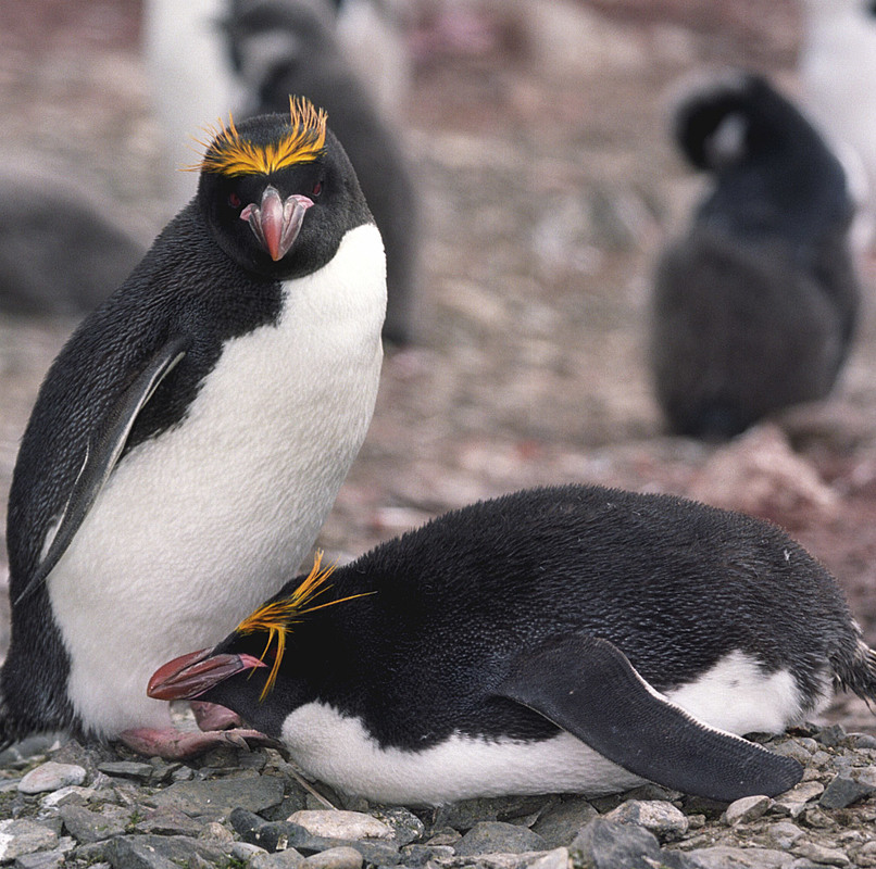 Macaroni penguin (Eudyptes chrysolophus) in Antarctica.
