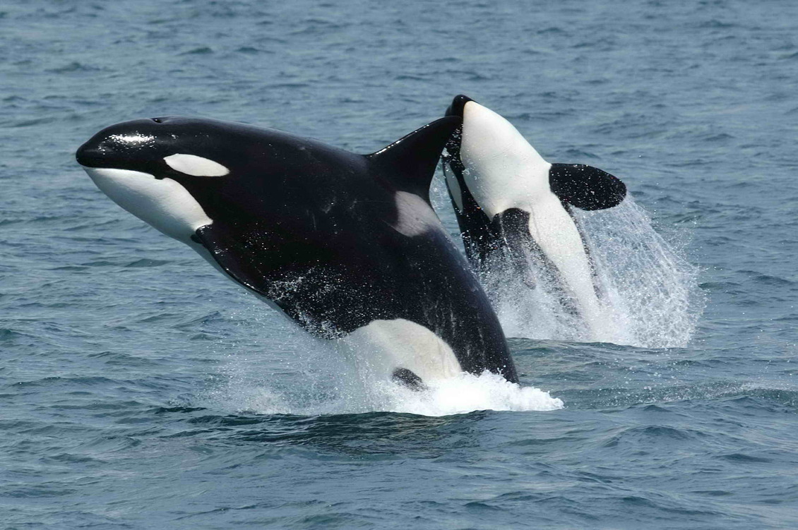 Two Orcas jumping out of ocean.