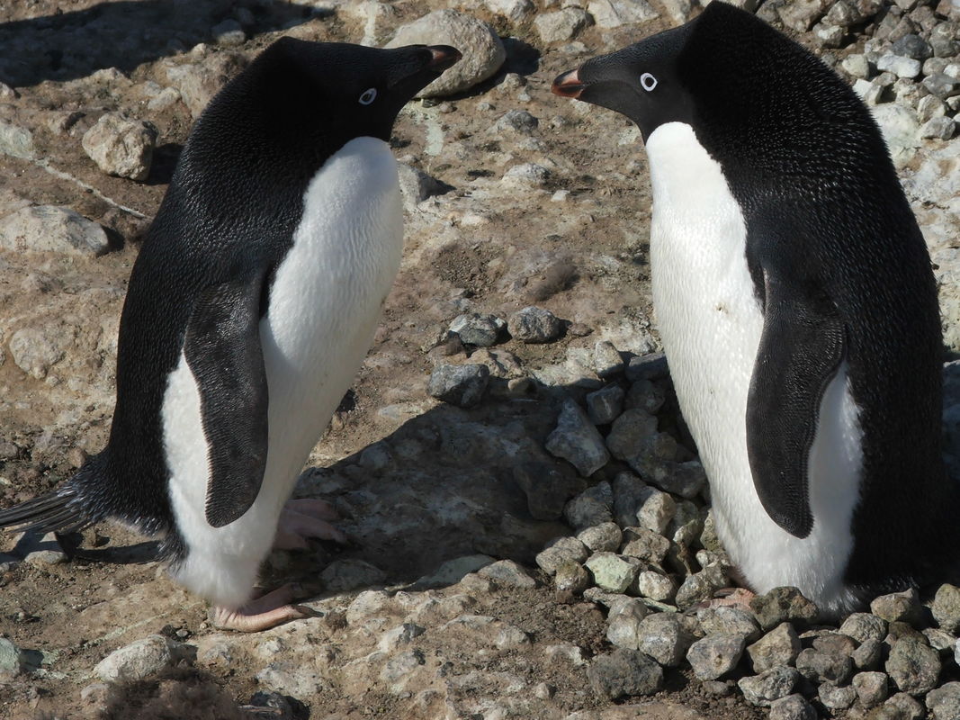 Two penguins facing each other on stony ground, Antarctica.