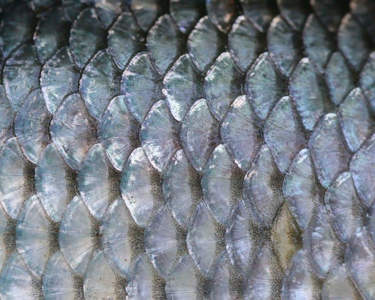 A close-up view of fish scales.