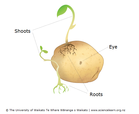 Diagram of a tuber showing roots, shoots and eye,