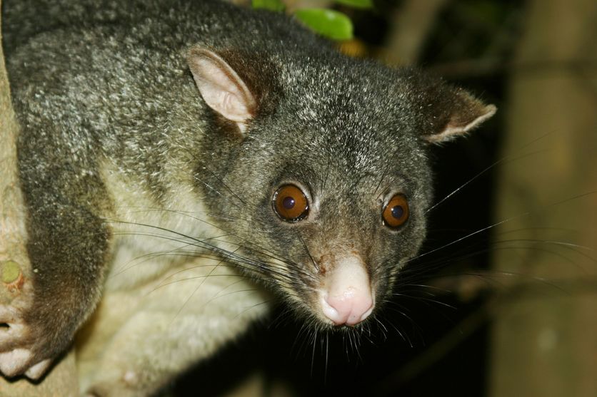 Close up of Possum in a tree.