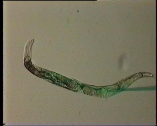 Dye being injected into a nematode worm.