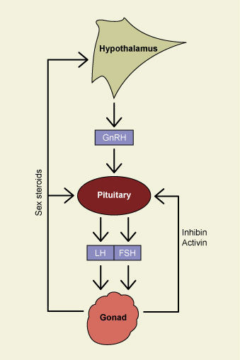 Control of reproductive hormones diagram.