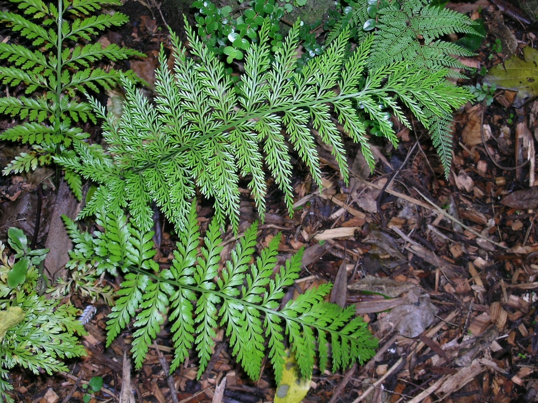 A cultivated hen and chickens fern outside.