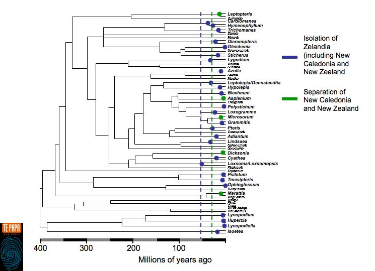Phylogram of the genetic makeup of fern pairs