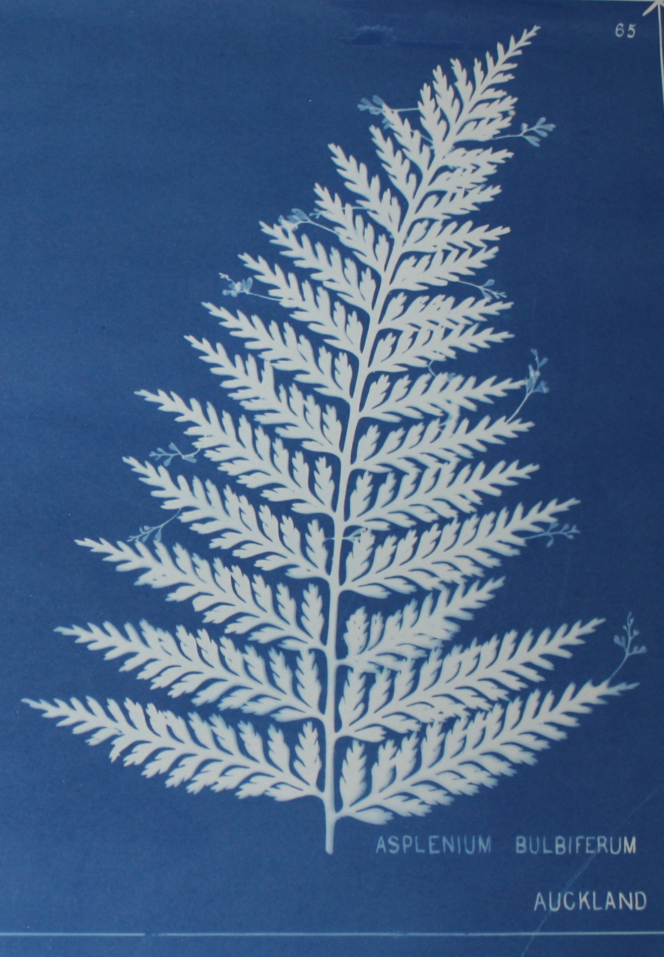 Botany and botanists — Science Learning Hub