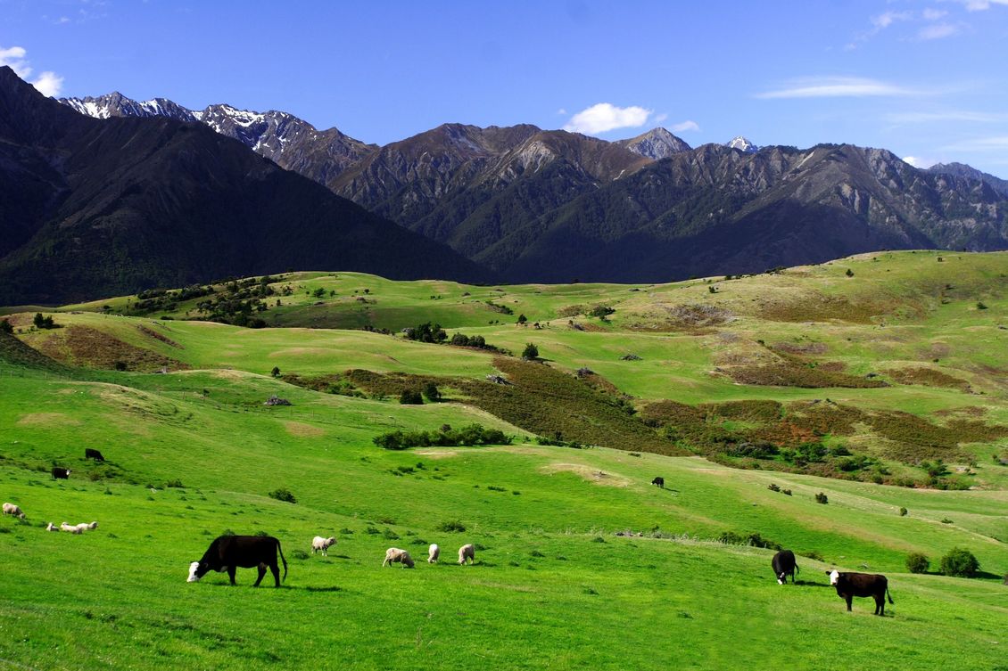 Cows and sheep on New Zealand farm with mountain range at back.