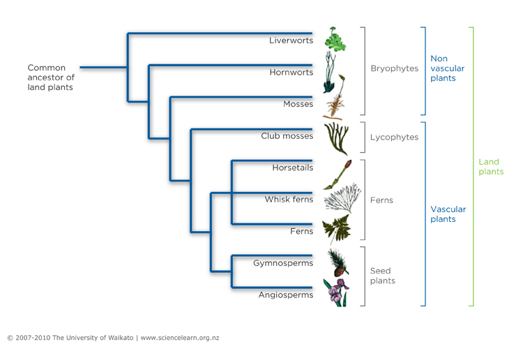 The evolution of land plants — Science Learning Hub
