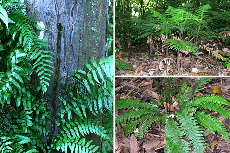 Three photos of different fern rhizomes.