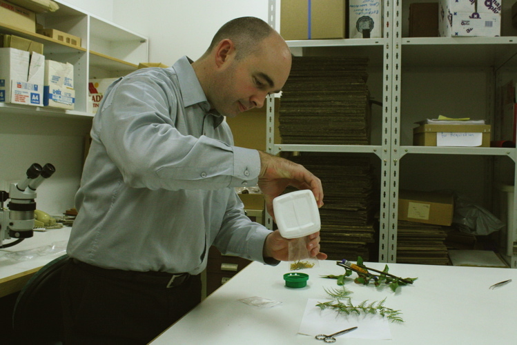 Male scientist preparing small pieces of fern specimen for DNA 
