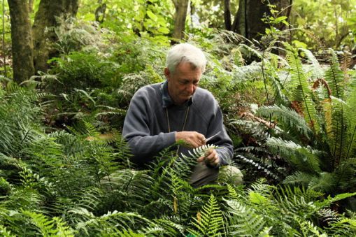 Dr Patrick Brownsey studying fern in the bush.