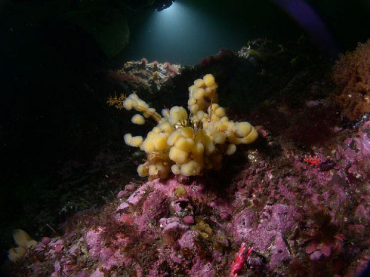 Marine species underwater (predominately pink and yellow colour)