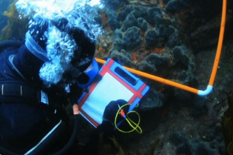 Scientist in wet suit underwater doing a survey of marine life