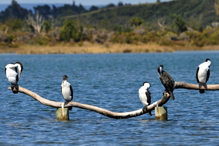 Little pied cormorants on a log in the Pukehina estuary, NZ.