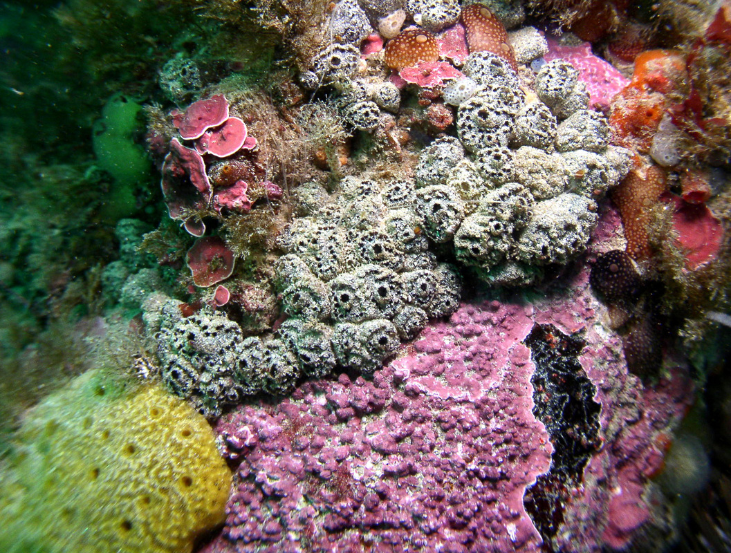 Synoicum stewartense: sea squirts (ascidians) NZ's coastal water