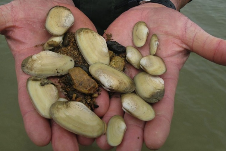 Two hands holding a selection of Pipi shells. 