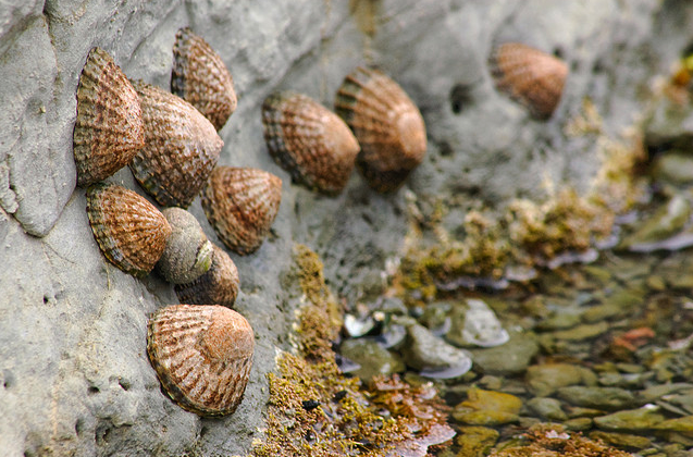Limpets clinging to rocks by the sea at Kaikoura Peninsula, NZ