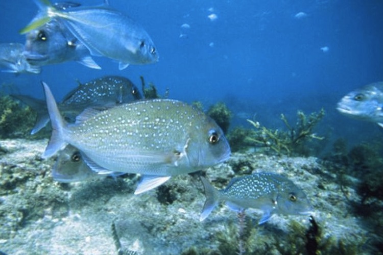 Ecosystem tipping points and stressors — Science Learning Hub