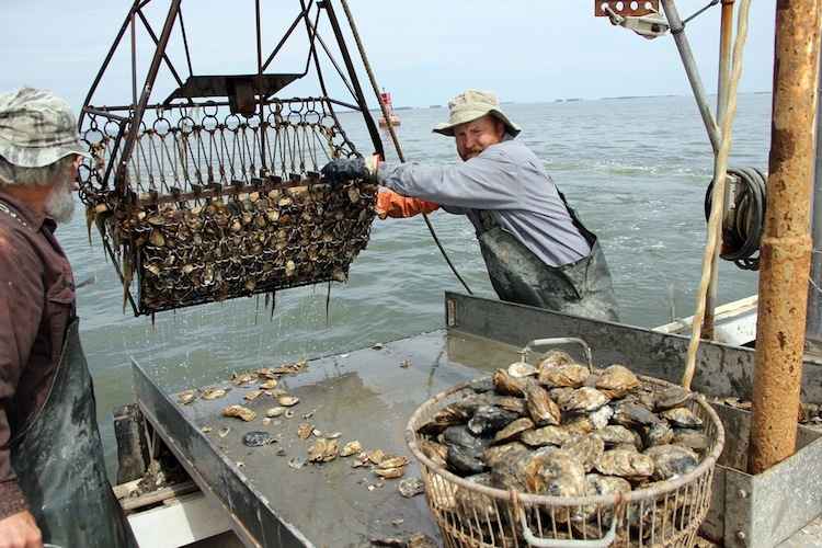 Harvesting oysters in Chesapeake Bay 2012 using an oyster dredge