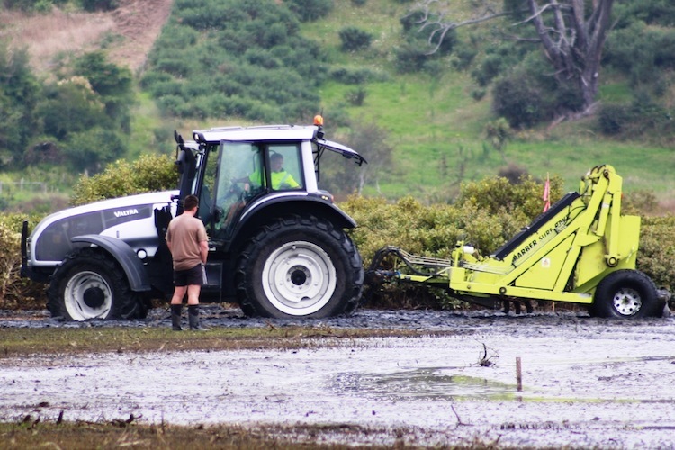 Workers removing mangroves in Tauranga Harbour, New Zealand